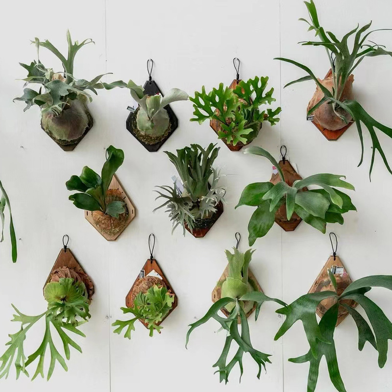 Woven Wall Basket - New Wooden Staghorn Fern Wall Mount