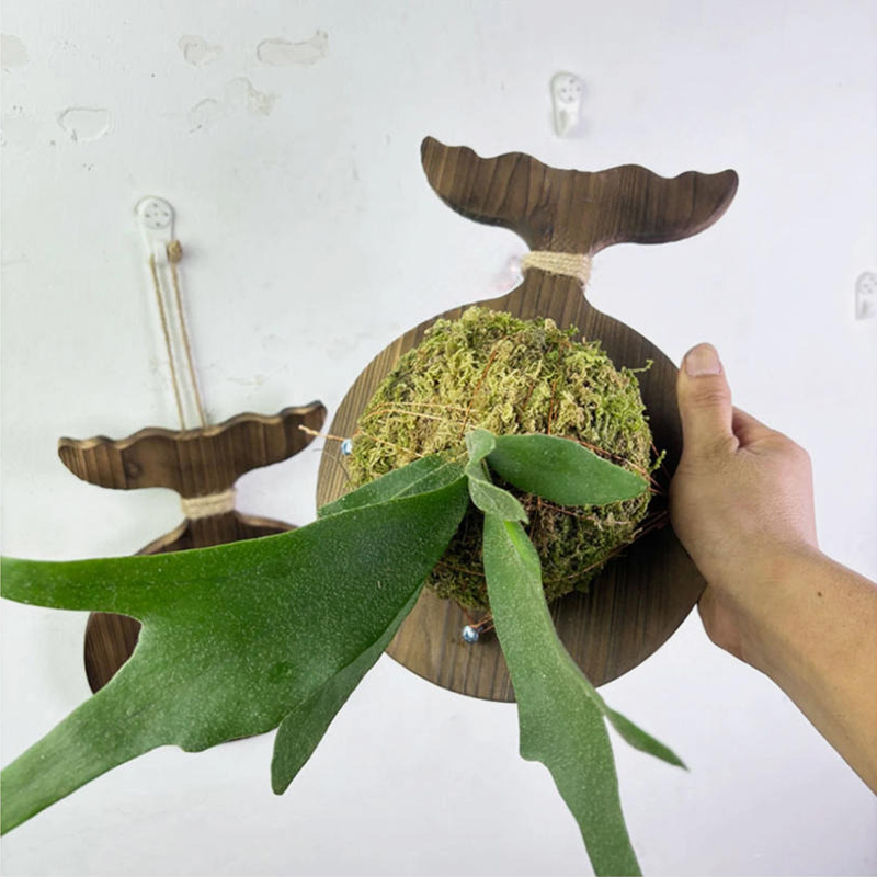 New Wooden Staghorn Fern Wall  - Woven Wall Basket recension och pris